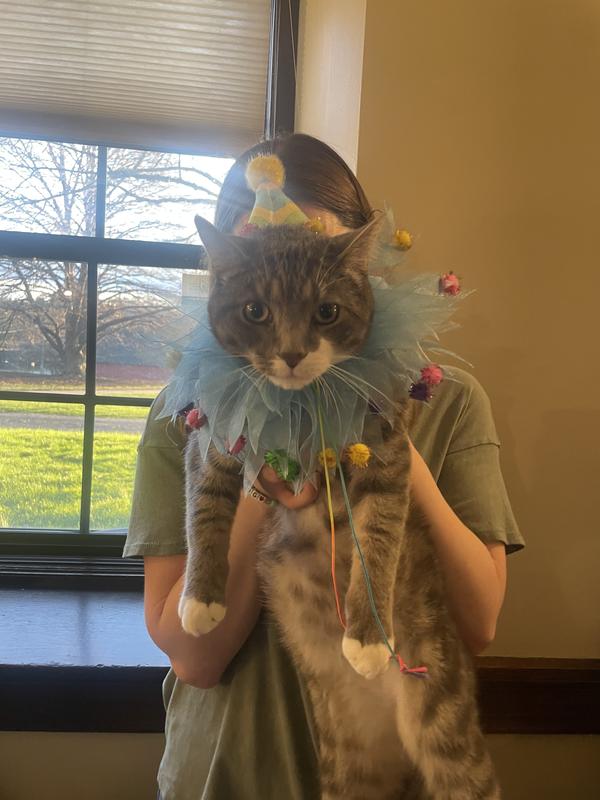 FRISCO Striped Party Hat & Ruffle Collar Cat Birthday Accessory, One ...