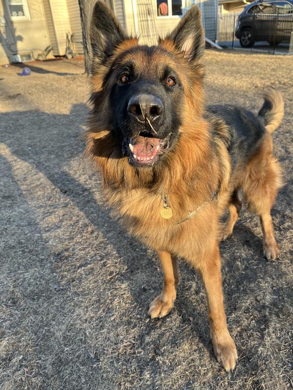 Happy pup!