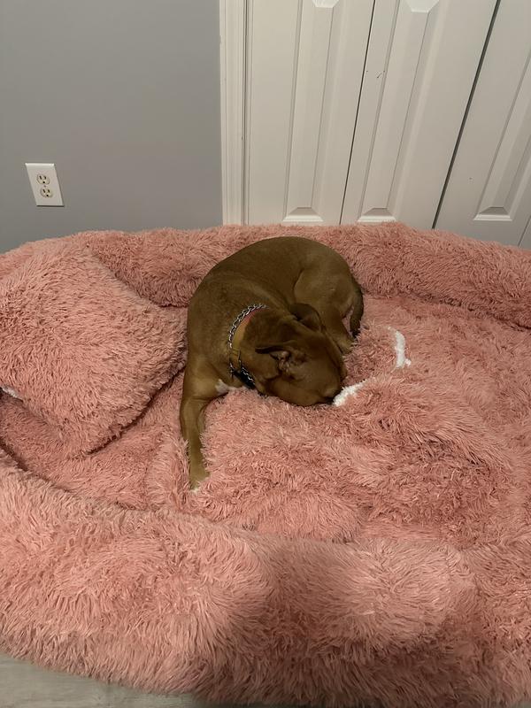 A few of the dogs and me