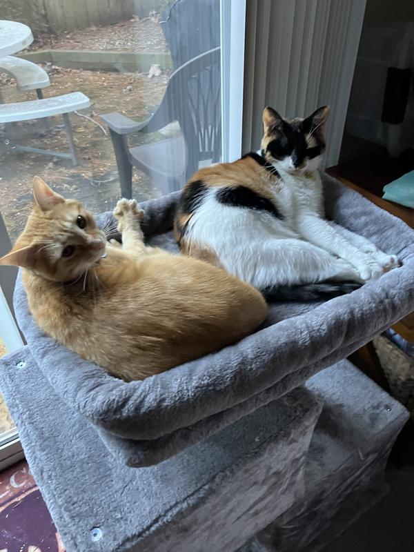 Tamale and Moxie enjoying the top perch