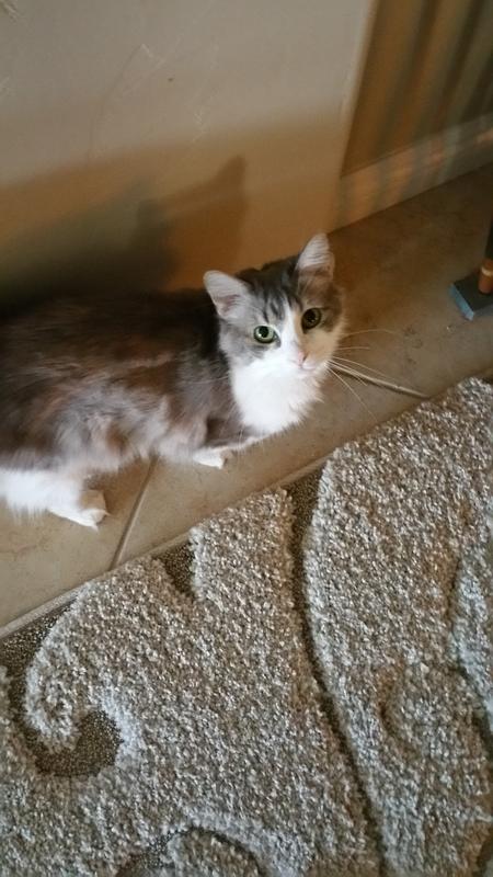 Miss Pixie Fluffybutt