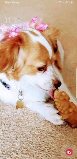 FINLEY BEAR