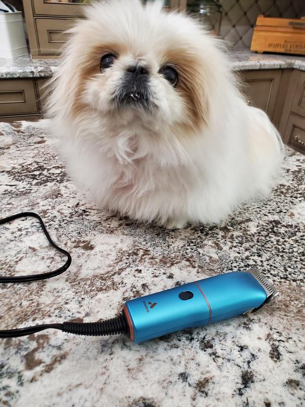 Pekingese approved!