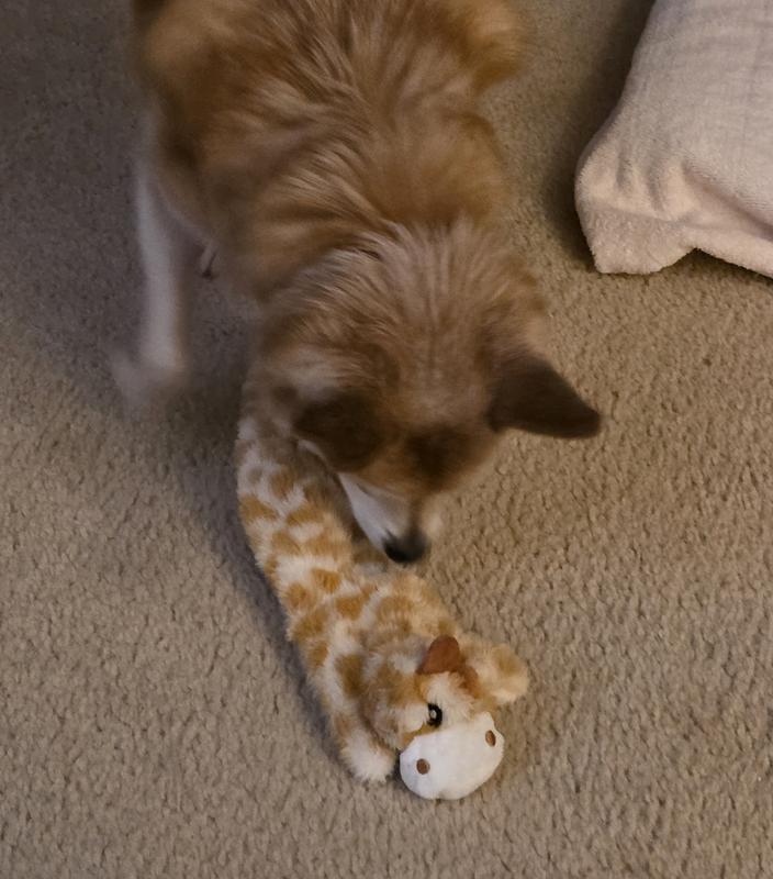 I like this one. And I normally only like treats.