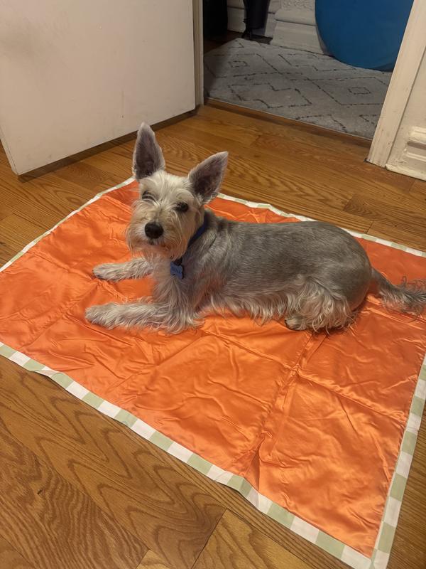 Much larger than the example photos online. Benji is 20lbs.