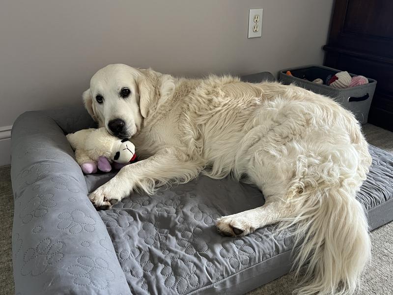 The jumbo is a great size for our 70lb golden and her stuffed lamb!
