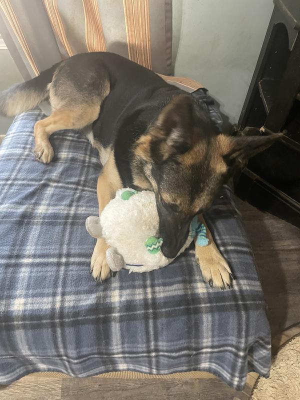 Belle giving the squeaker a working!