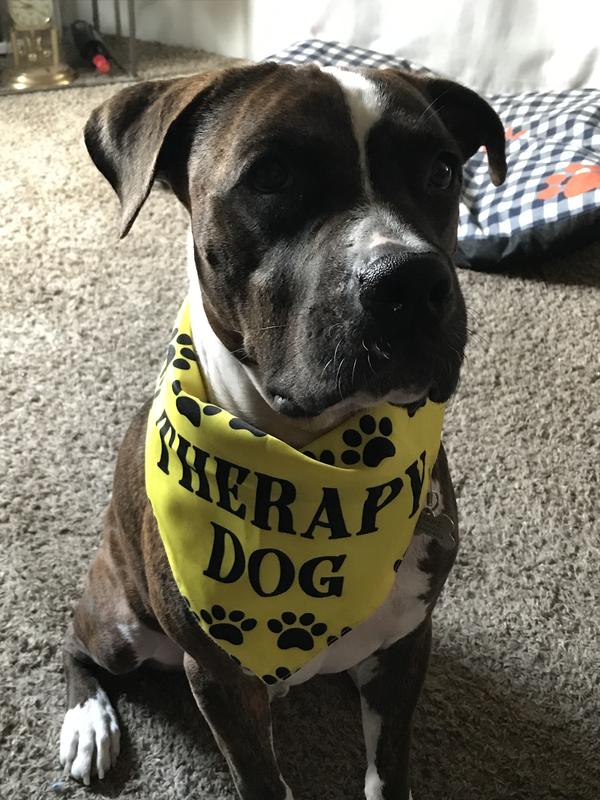 Duke just graduated therapy dog training!