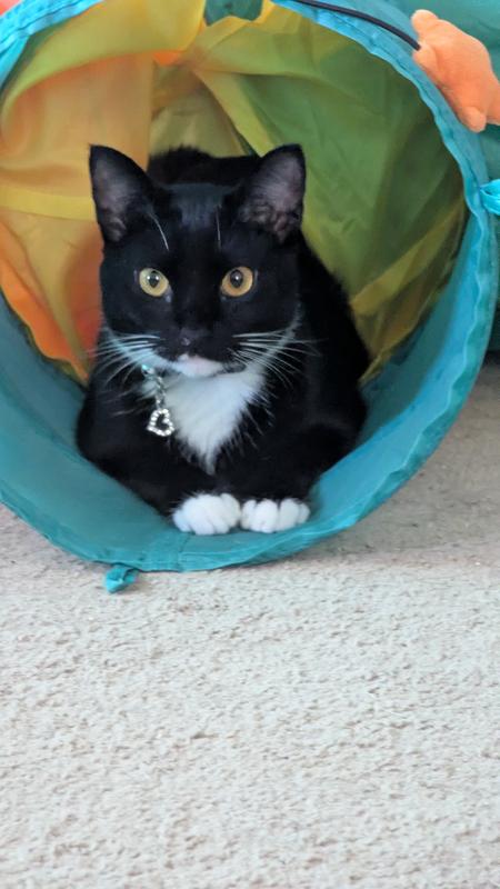 Jet rests briefly for his next run in and out of the tunnel.