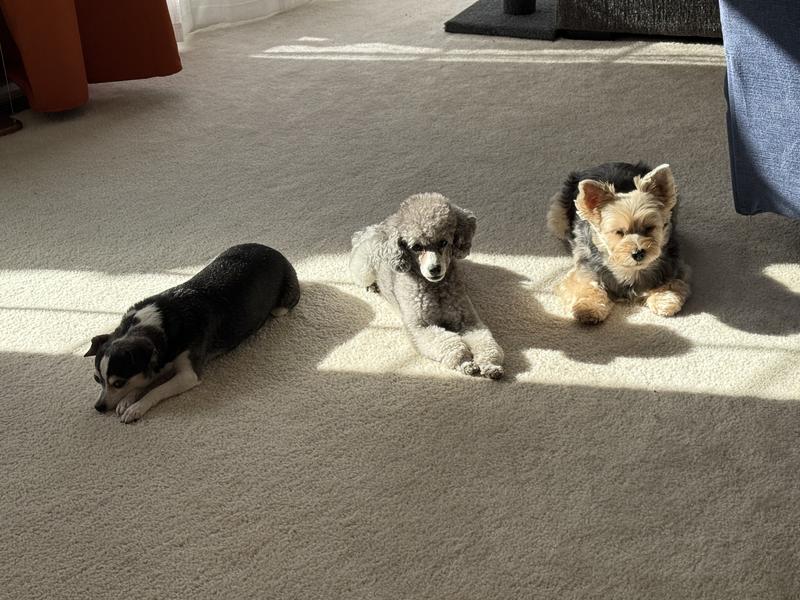 Cricke, Quincy and Cinnamon basking in the sun rays after their breakfast!
