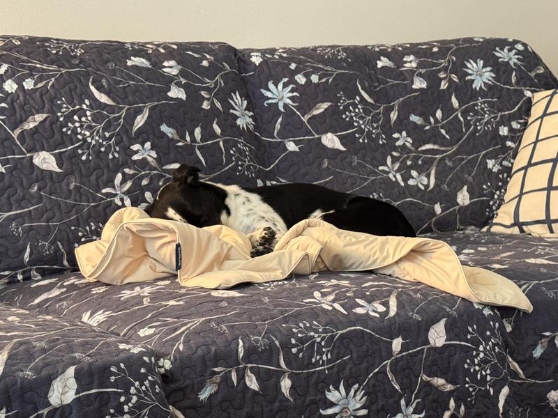 Marley likes to make a nest!