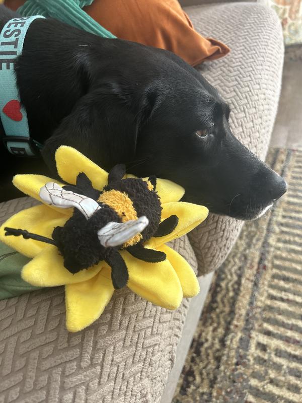 Daisy and her favorite toy
