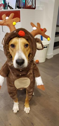 Reindeer costumes for store dogs