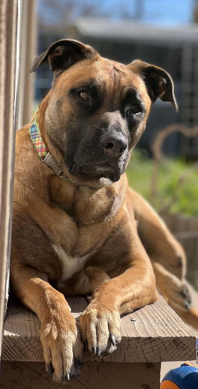 Captain of Destruction