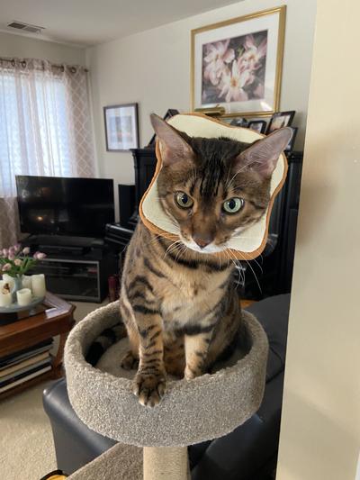 I am Mousey IV  Most consider me an incorrigible but gorgeous Bengal