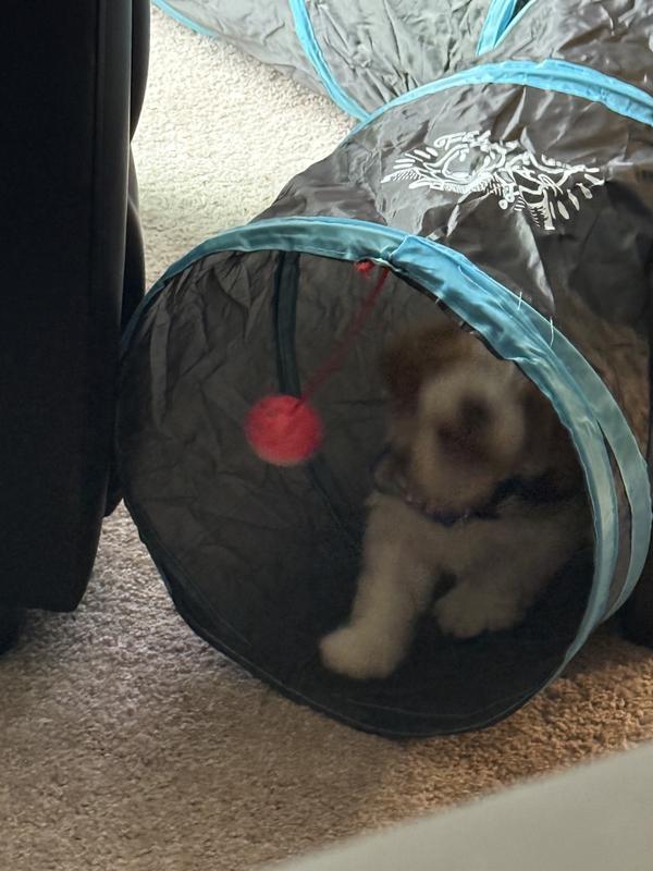 Playing with the cat ball