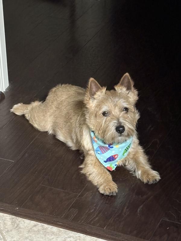 Max waiting patiently for his treat