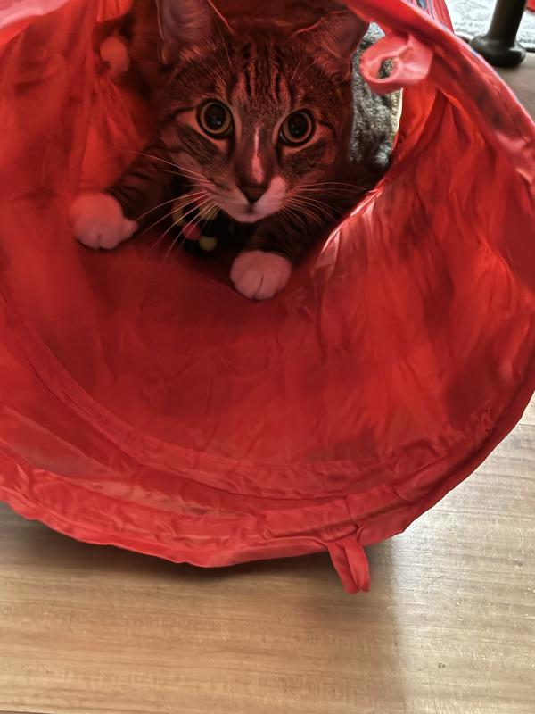 He was super excited, and wags his tail with happiness.