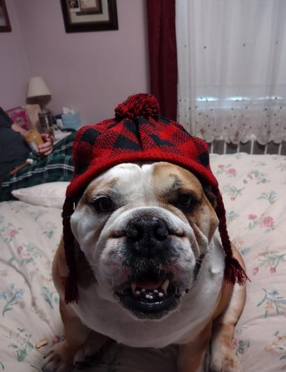 Spanky in his new hat!!