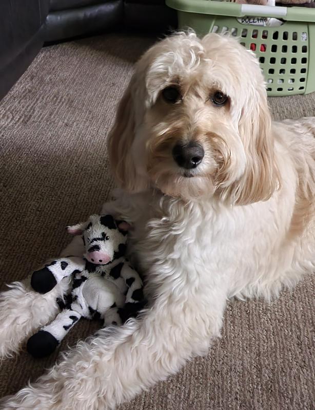 Jack and his new little cow