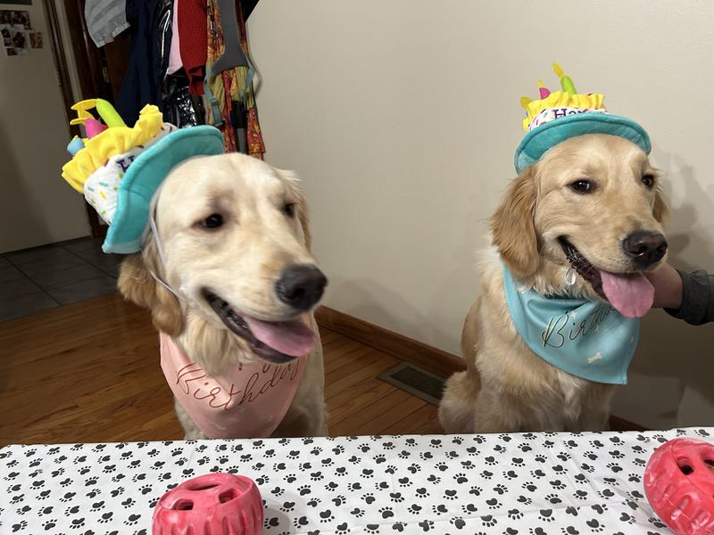 Birthday bandanas and hats.