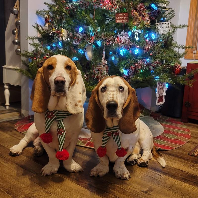 Christmas Bassets