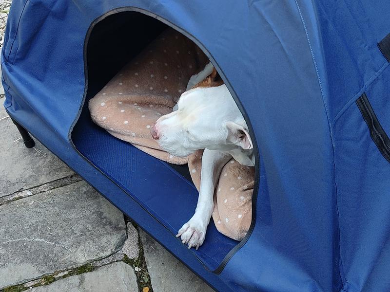 Likes being sheltered and goes in there alot