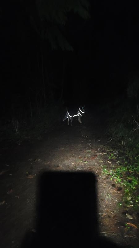 Great fit!! I start my morning walks in the dark, it really helps keep track of him and is mostly dry for the car ride home. I highly recommend the product and especially love " Chewy"