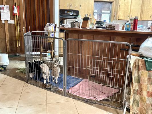 Discontinued PRECISION PET PRODUCTS Courtyard Wire Dog Exercise Pen 38 in Chewy