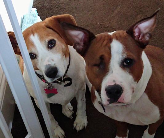 Mr. Tippy and Luna