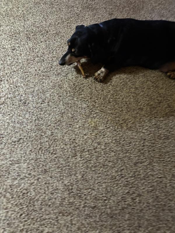 Rougie taking his afternoon chew break