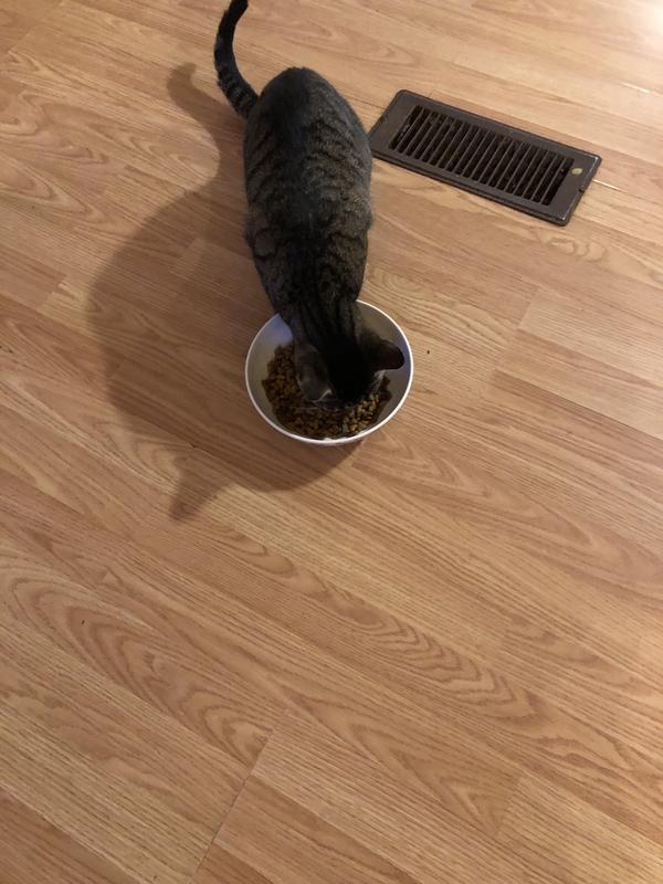 Bella
