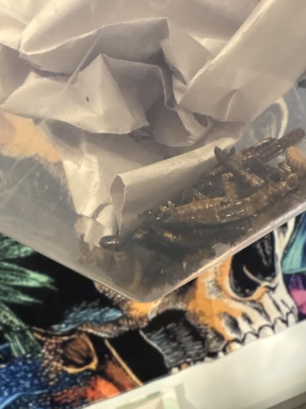 Pile of dead worms