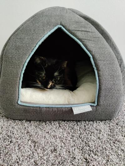 igloo cat bed