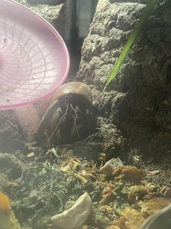 Harvey at dinner time!