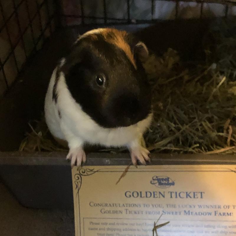 Sugar Bear was excited to find a golden ticket with our hay!