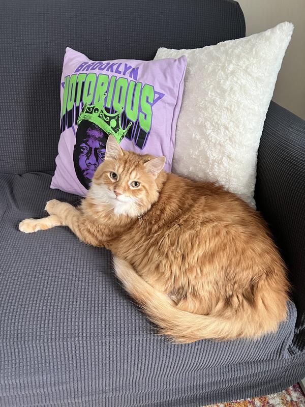 Big cat approved!