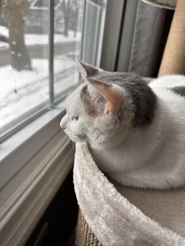 Perfect base of window height