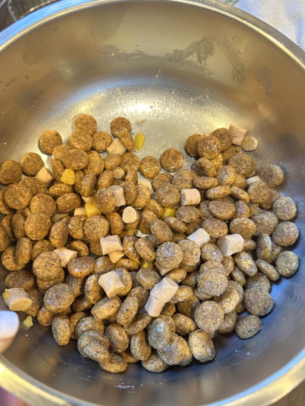 Introducing it with her kibble