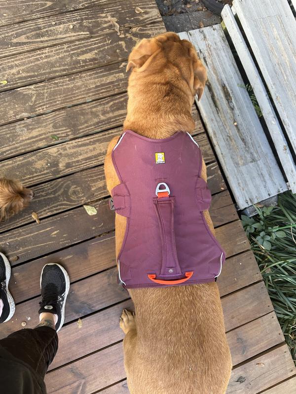 Fits my large breed dog