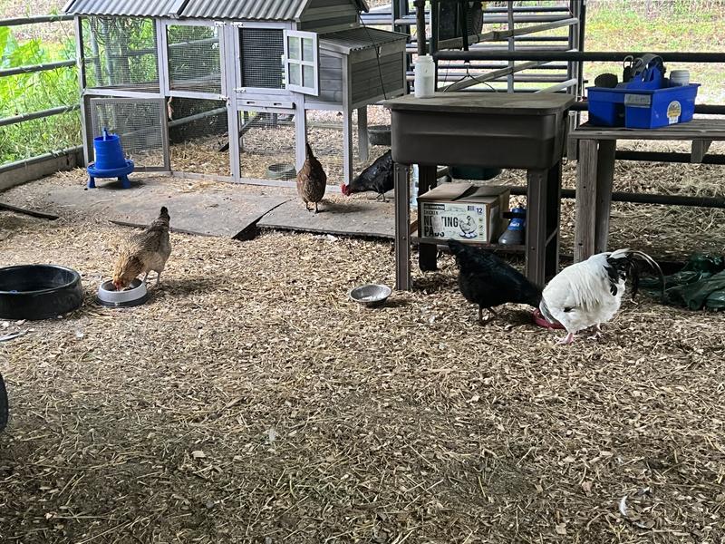 The flock right after opening the coop door, they didn’t race to the pasture this time, had to stop to eat the breakfast!