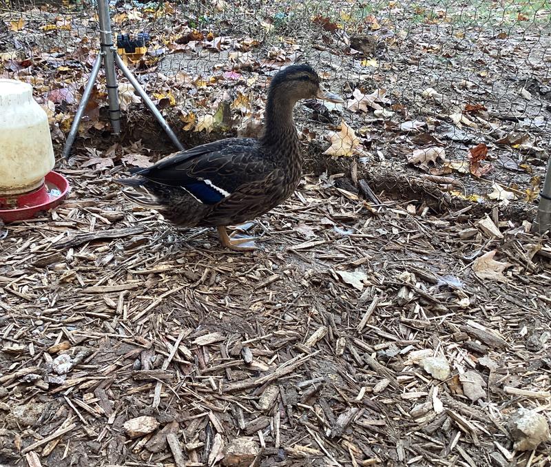 Mallard bread they found them faster then the pekins