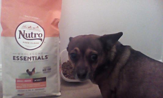 Mandie is the star at eating Nutro's food!