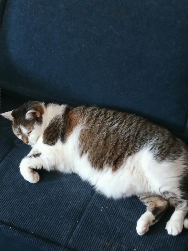 He's not as paunchy as he was a few weeks ago. Atta boy, Ernie!