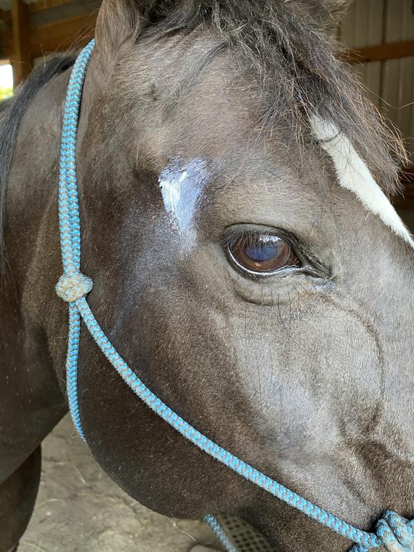 Ointment put on a wound above her eye.