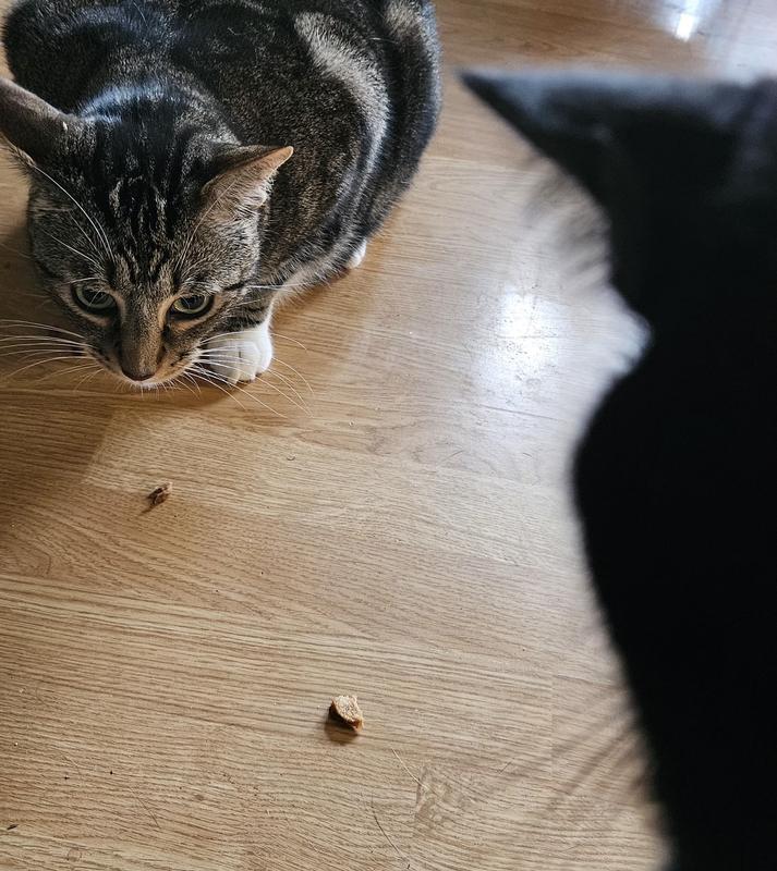 Tugger plotting to steal Ralphie's last piece.