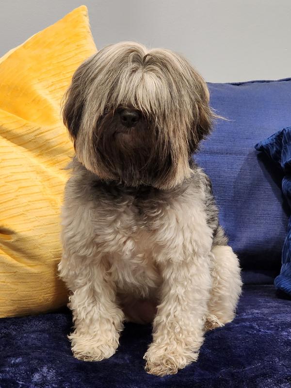 Habi (Lowchen) 4.5 year old female