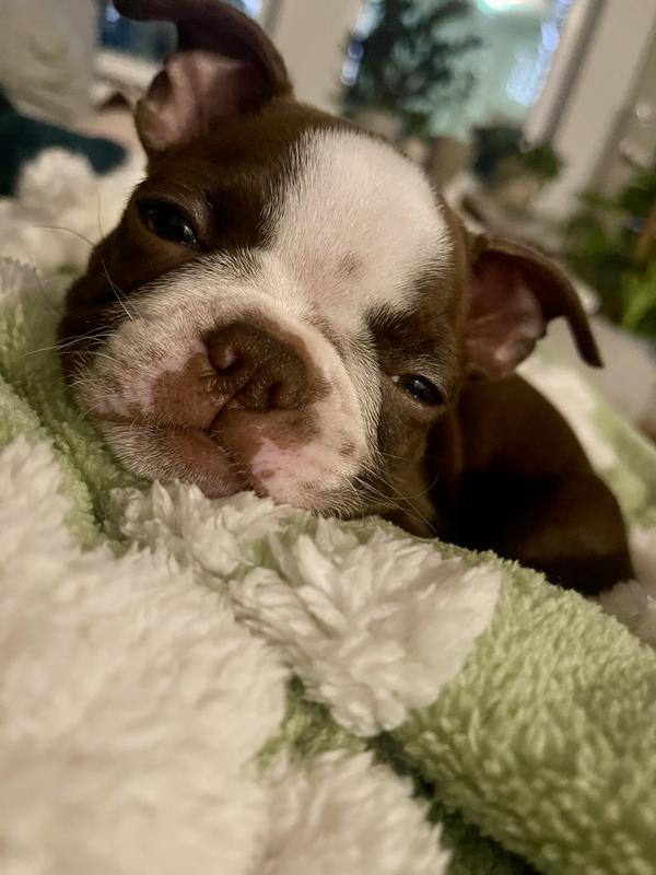 Boston terrier pup cuddling with blanket!