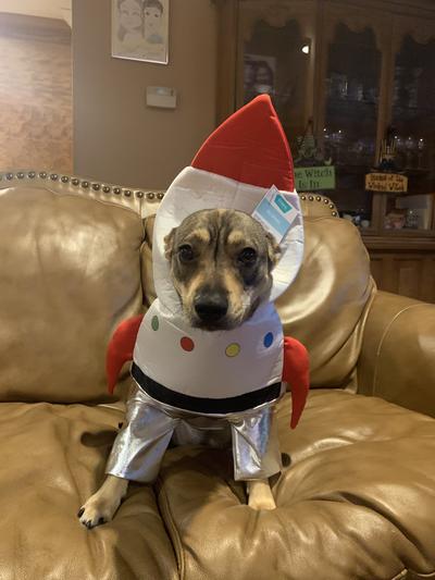 Discontinued FRISCO Front Walking Spaceship Dog Cat Costume Large Chewy