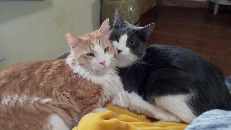 Struvite crystals it works!